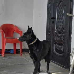 Afçarka Nemetski 1 Yaş