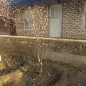 Nahallar / Саженцы