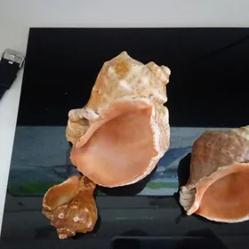 Ракушки морские