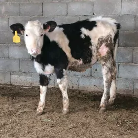 Golişdeÿin tüweler