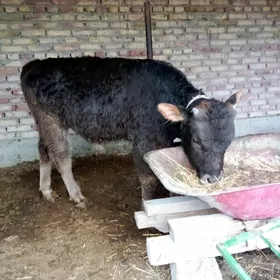 Öküz Arassa Siwet Tohum