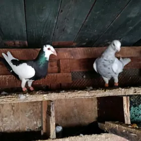 паштоп кепдери