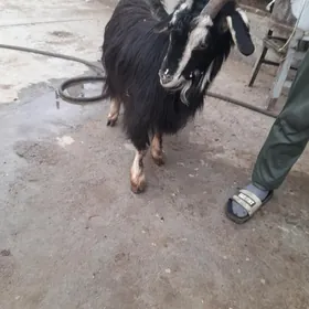 geeçi гечи semiz