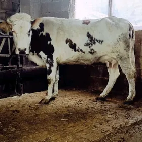 simental göleli sygyr