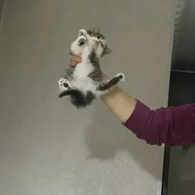 1 месяц девочка