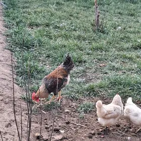 Satlyk horaz we towuk karlik