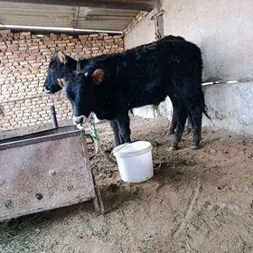 Goleli sygyr okizçe golesi