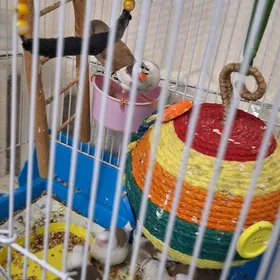 амадинки amadinka