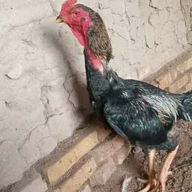 baÿsowyÿ horaz we towuk