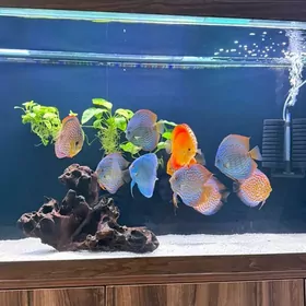 Дискусы 5-6см