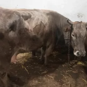 Gysyr sygyr suytden cykmadyk