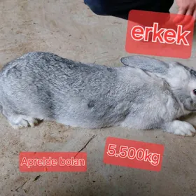 Welikan towşan, erkek