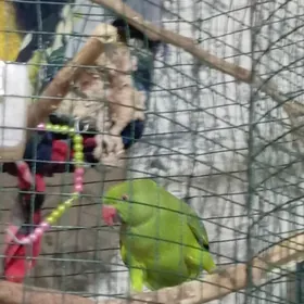 ожереловый попугай