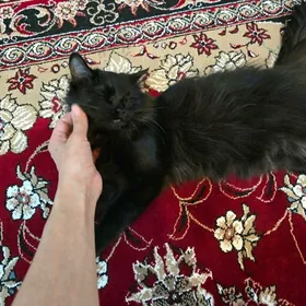 gara tüýlek pishik