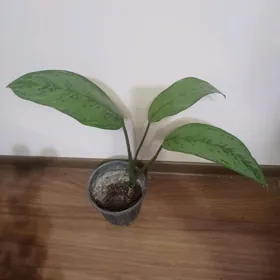 Диффенбахия,аглаонема