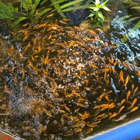 прудовая рыбка