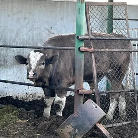 KISANY GÖKALA ÖKÜZLER