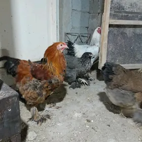 brama towuk ÿumurtga