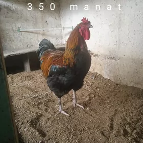 gigant we baýsok garylan