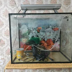 Аквариум бесплатно