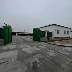 Taze zaman bergisiz plan