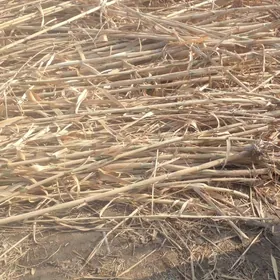 ней гамыш(бамбук)