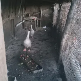 верхкиркинка дача насозны яны