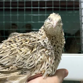 Bedene Перепелки