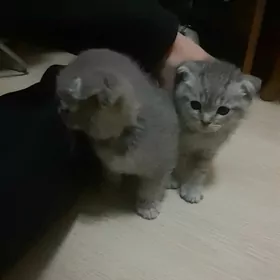 Вислоухие котята