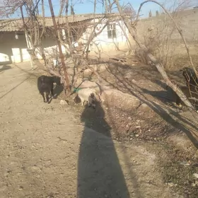 satlyk owlakly geçi