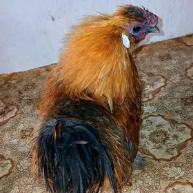 TOWŞAN TUY KARLIK YAPON HORAZ