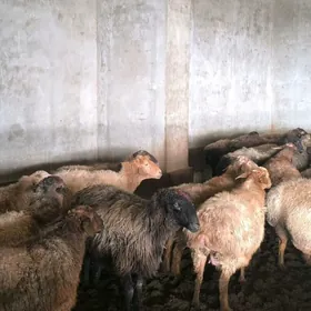 bogaz türkmen goýunlar