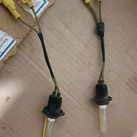 лапа ксином