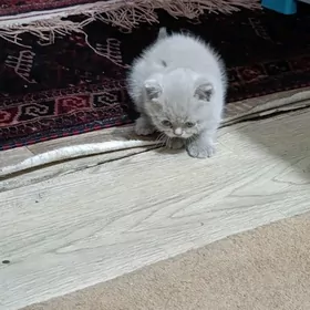 pişijek / котёнок