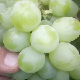 Düye gumalak, Nahaly