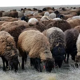 Çopan işgär gerek