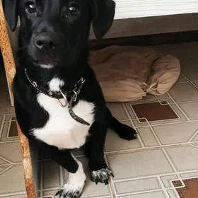 в добрые руки