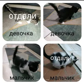 котята в добрые руки.