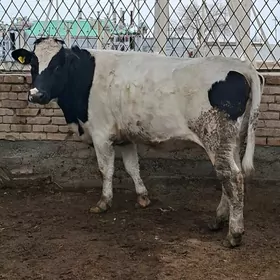 Golşdeýin bogaz sygyr