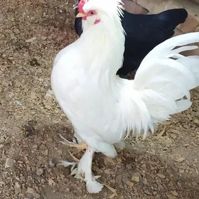 karlik troyka horazlar