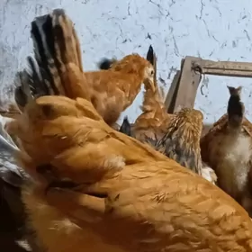 Tejen paroda guzlayjy tohum