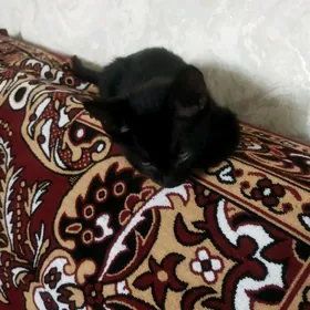 Mugt pişik arassaja