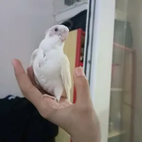 карелла karella popugay