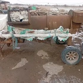 дане довян енжам