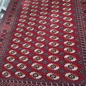 EL . HALY.    EL. HALY