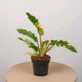 Филодендрон.