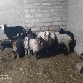 токлы чебиш