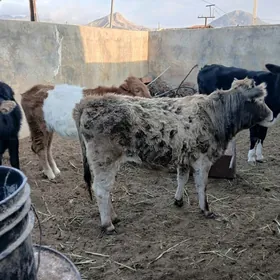 окуз тувелер