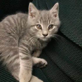 şatlan we britan goşulan pişik