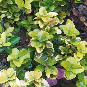 Бересклет Beresklet